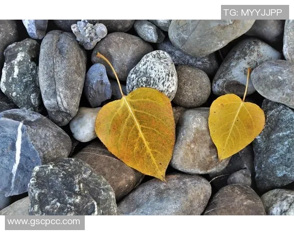 杨静的攀岩人生：在高峰之上与自我对话的深度探索